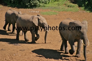 elephants, kenya, elephant, mammal, nature, wildlife, photograph