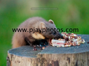 pine marten, scotland, wildlife, mammal, photograph, nature