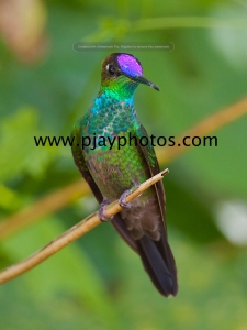 violet-fronted brilliant, hummingbird, bird, ecuador, nature, wildlife, photograph